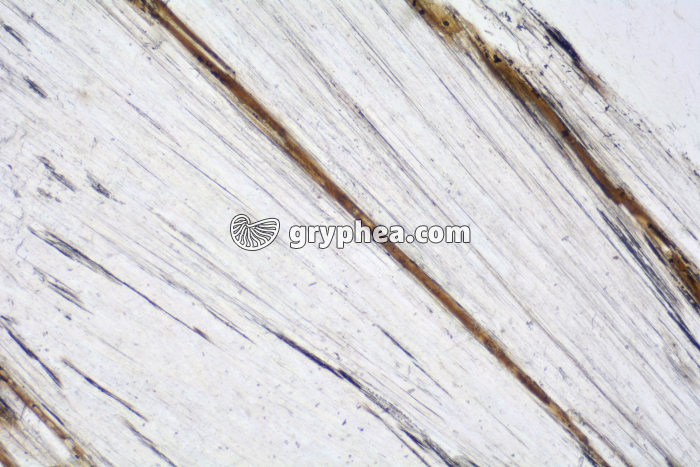 Gypse LPNA x10 - gryphea.com